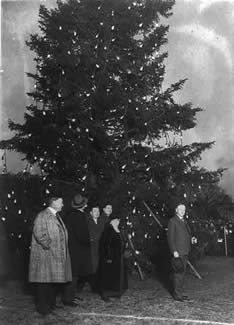 coolidgetree