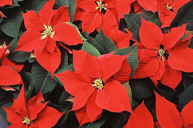 poinsettia photo credit scott bauer
