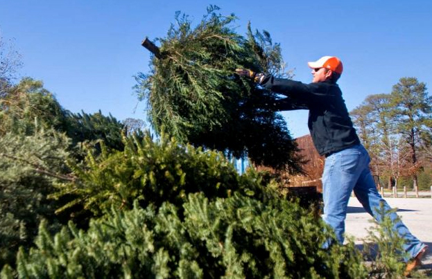 x mas trees