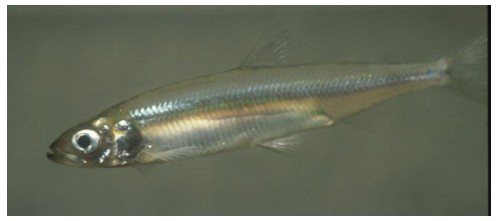 delta smelt
