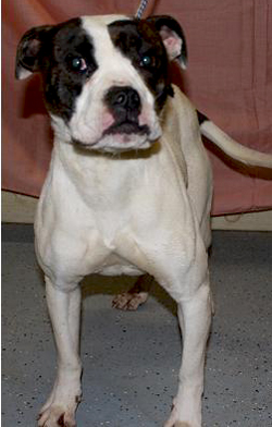 SPCA Fix