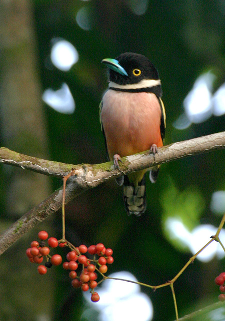 broadbill.borneo.matthiessen