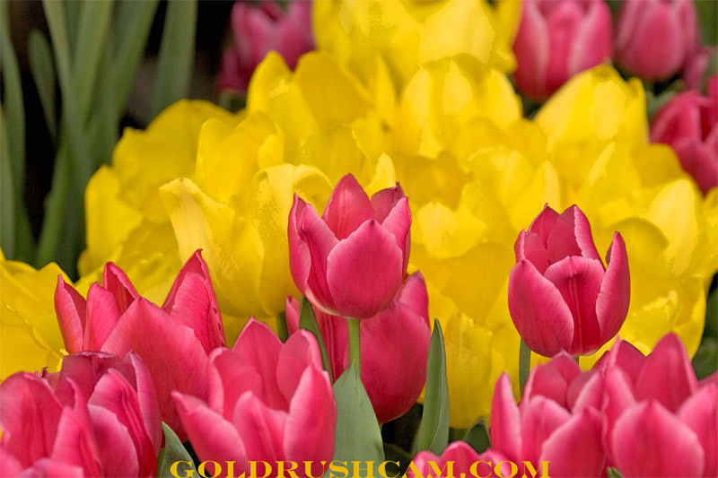 tulips at ironstone winery sierra sun times