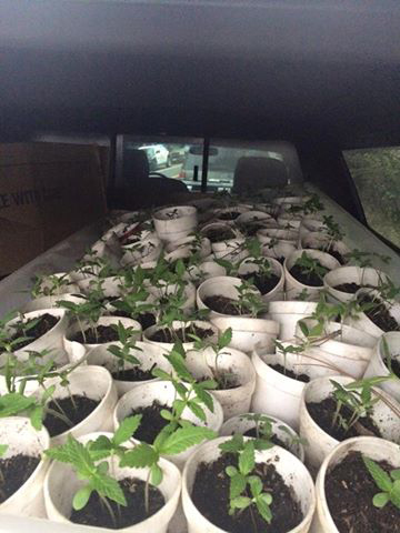 tuolumne county sheriff department marijuana february 17 2015 2
