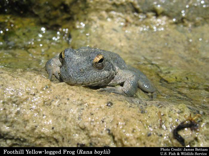 foothill yellow legged frog rana boylii james bettaso usfws fpwc