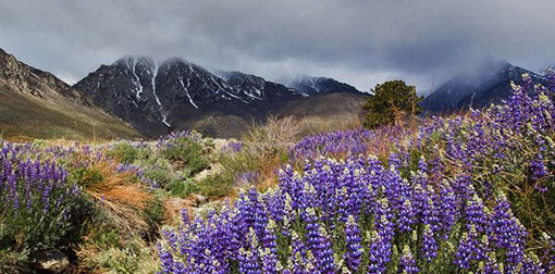 inyo national forest