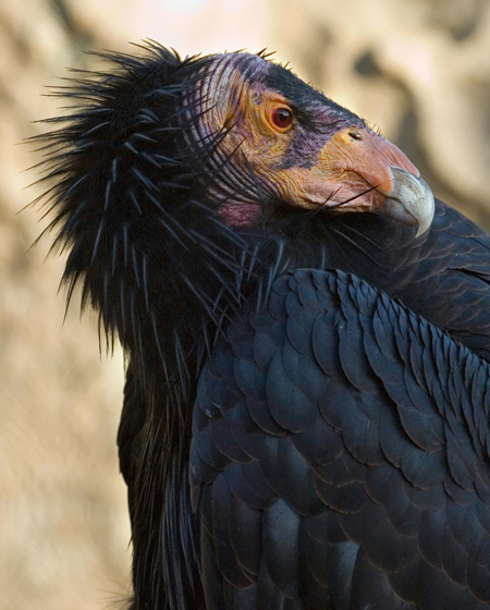 California Condor