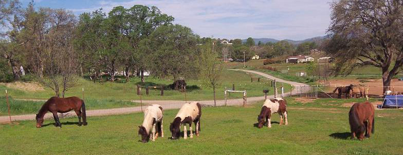 Wayward Ponies