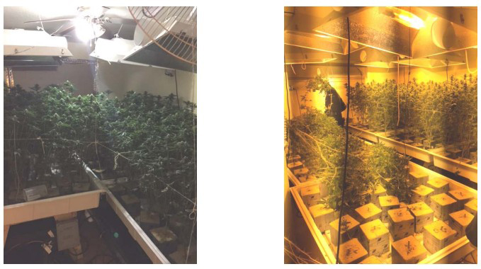 los banos marijuana bust merced county january 2016 pot