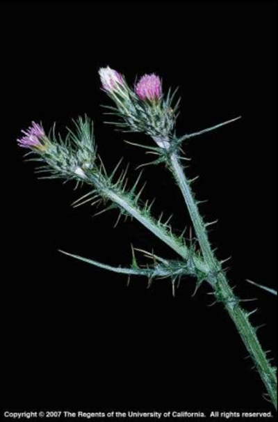 Italian thistle Cardus pycnocerphalus