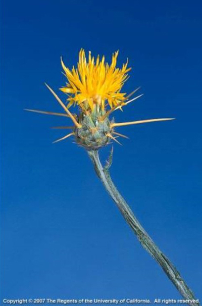 Star thistle Centaurea salstitialis