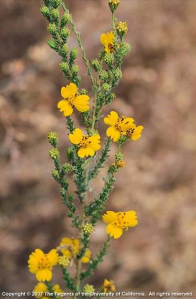 Tarweed Holocarpha virgata
