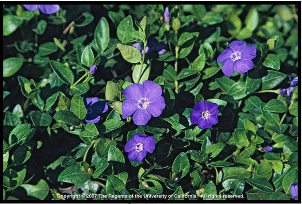 Vinca major