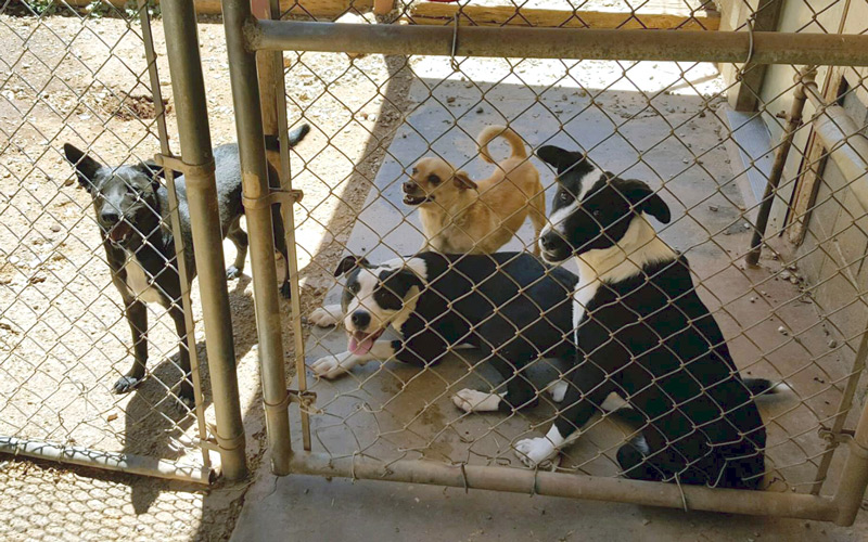 SPCA 1