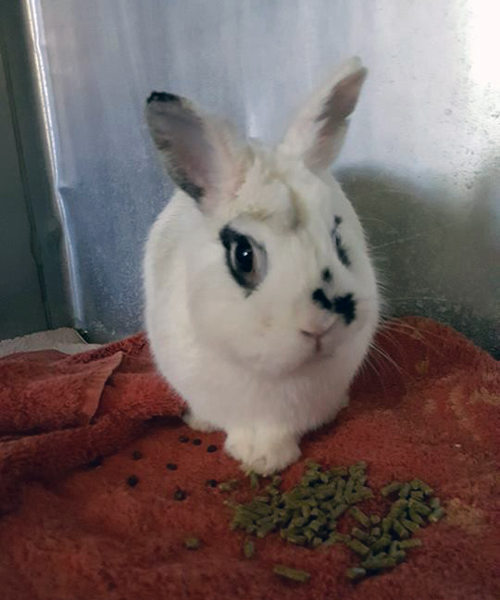 SPCA 11