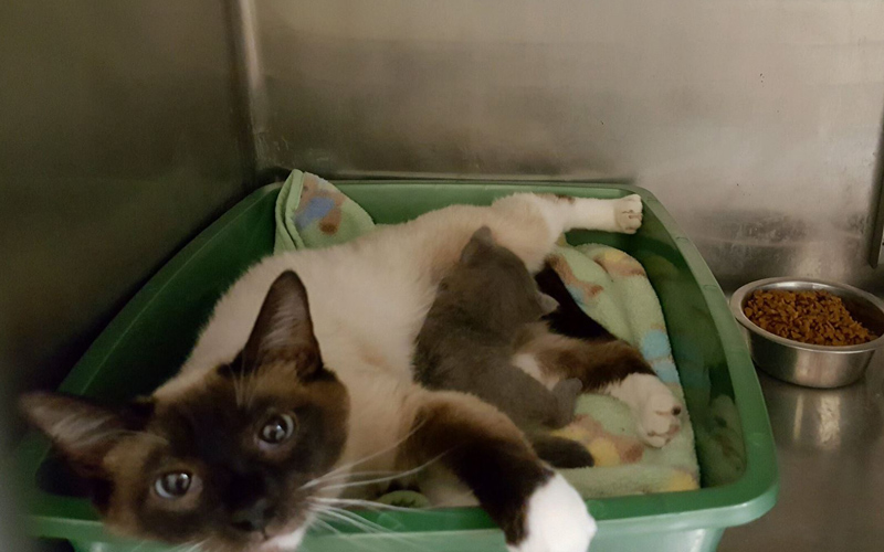 SPCA 12