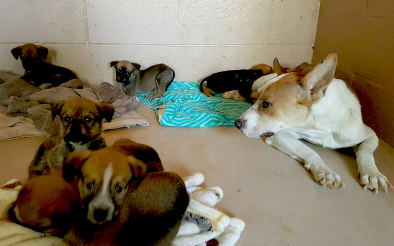SPCA 3