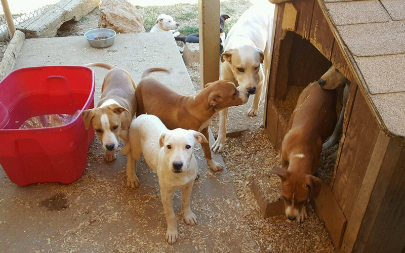 SPCA 4