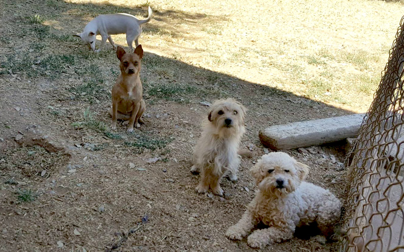 SPCA 5