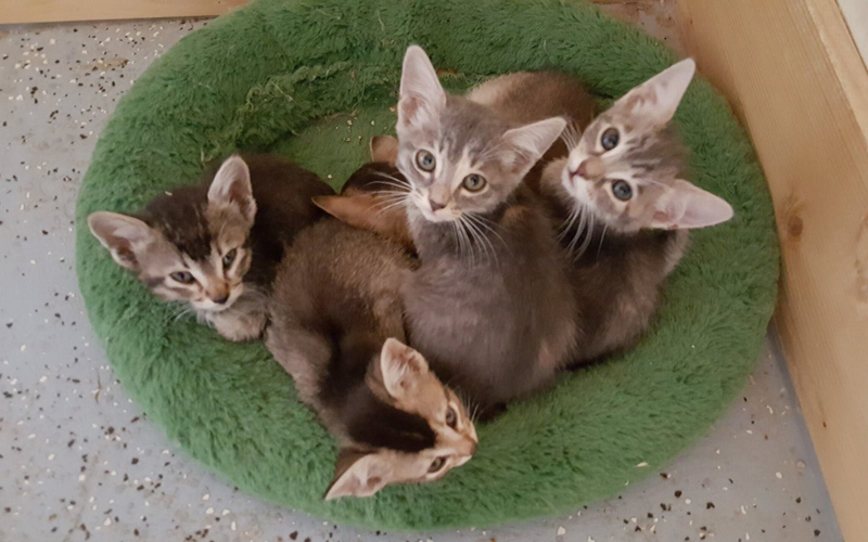 SPCA 6