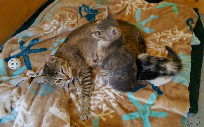 SPCA 7