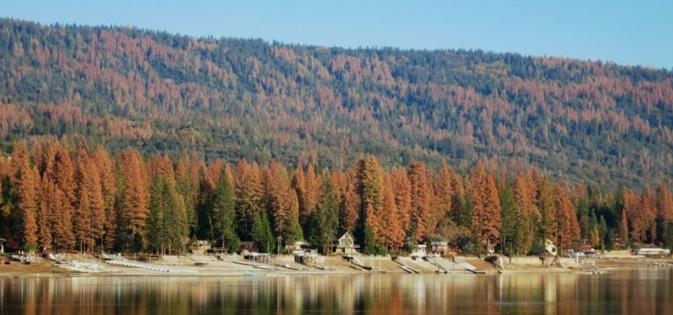 california tree mortality 2016 usda