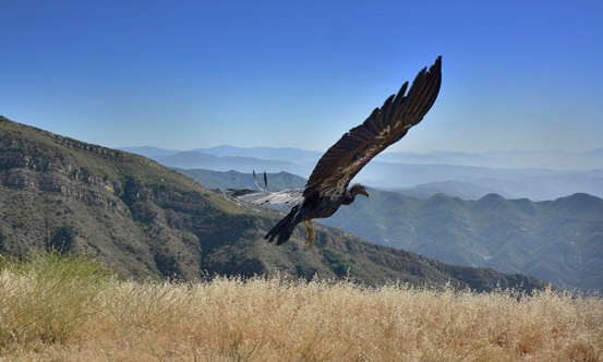 Condor Release