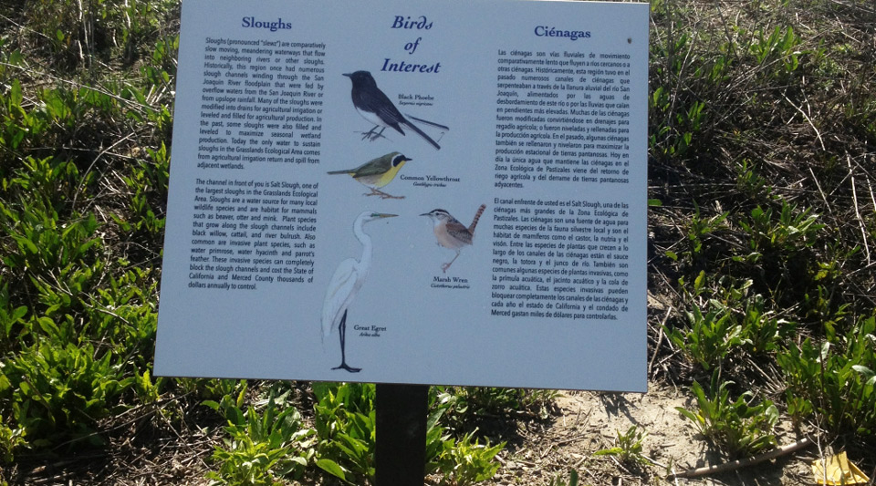 los banos birding trail cdfw credit