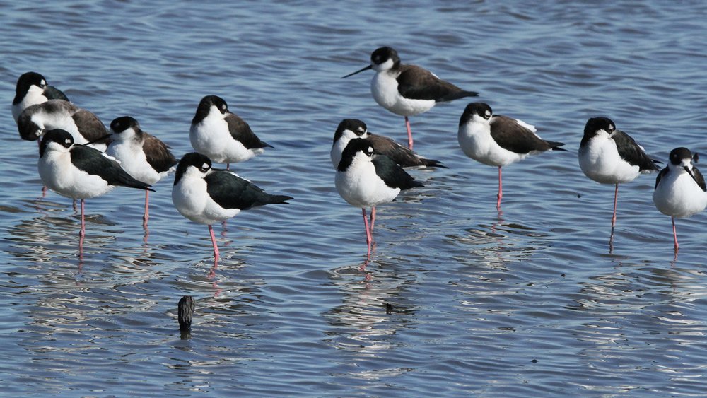 merced national wildlife refuge birds credit linda gast stilt