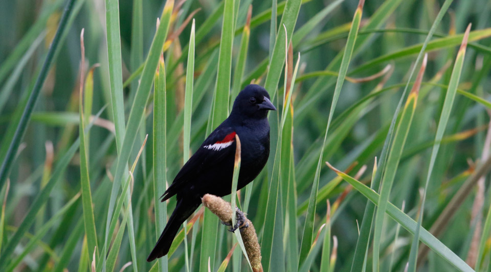 tri colored blackbird elyash credit cdfw