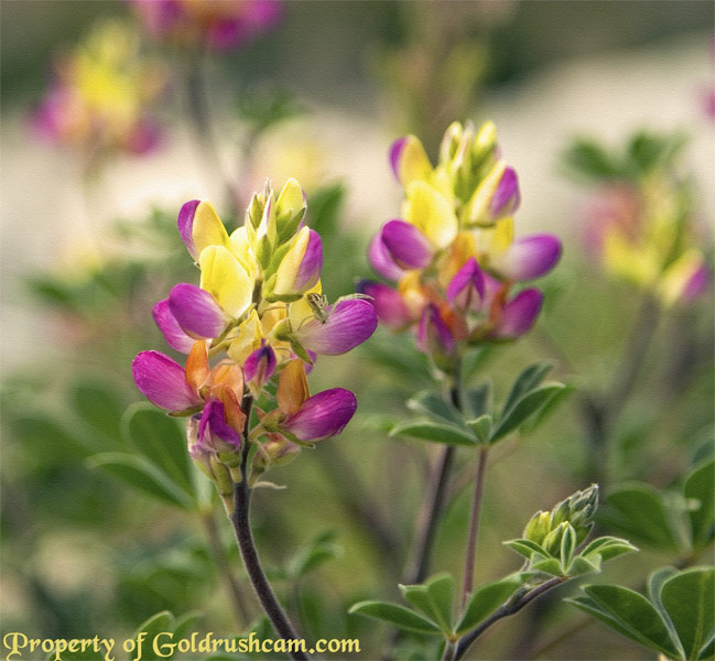 wildflowers in madera county