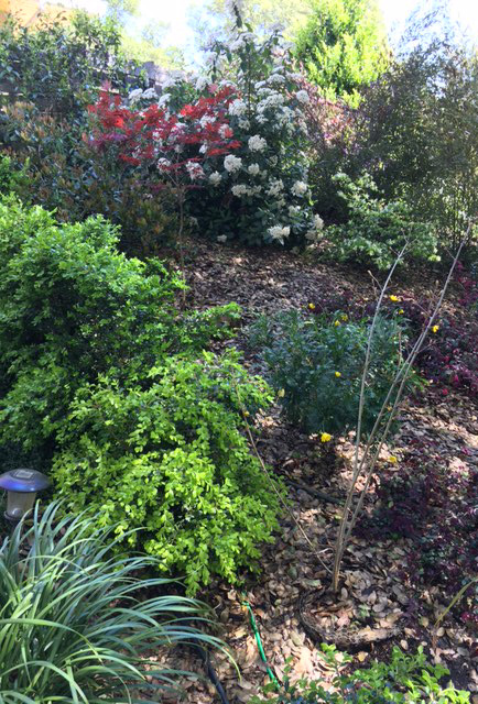 MG gt cottage garden
