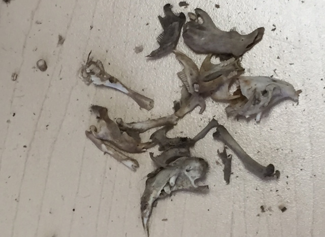 Owl Pellets