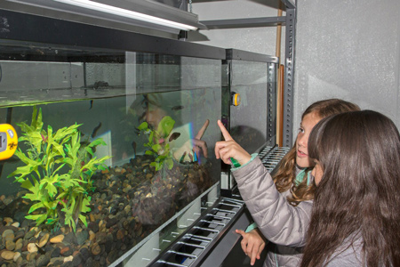 Red Legged Frog Tadpoles Credit San Francisco Zoo and Marianne Hale