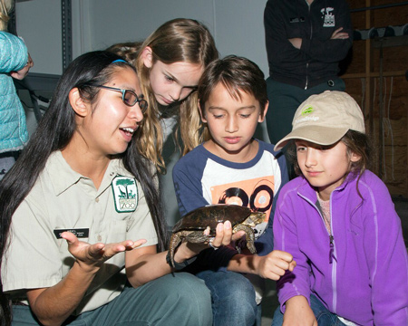 Western Pond Turtle Credit San Francisco Zoo and Marianne Hale