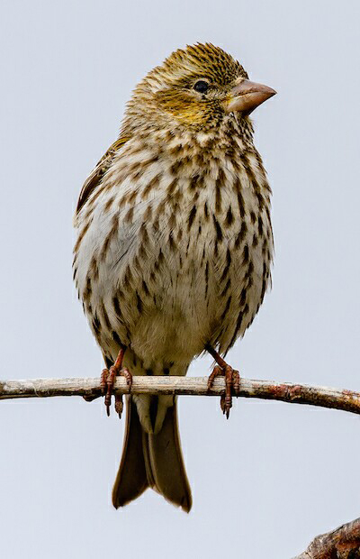 cassins finch in yosemite credit ann and rob simpson