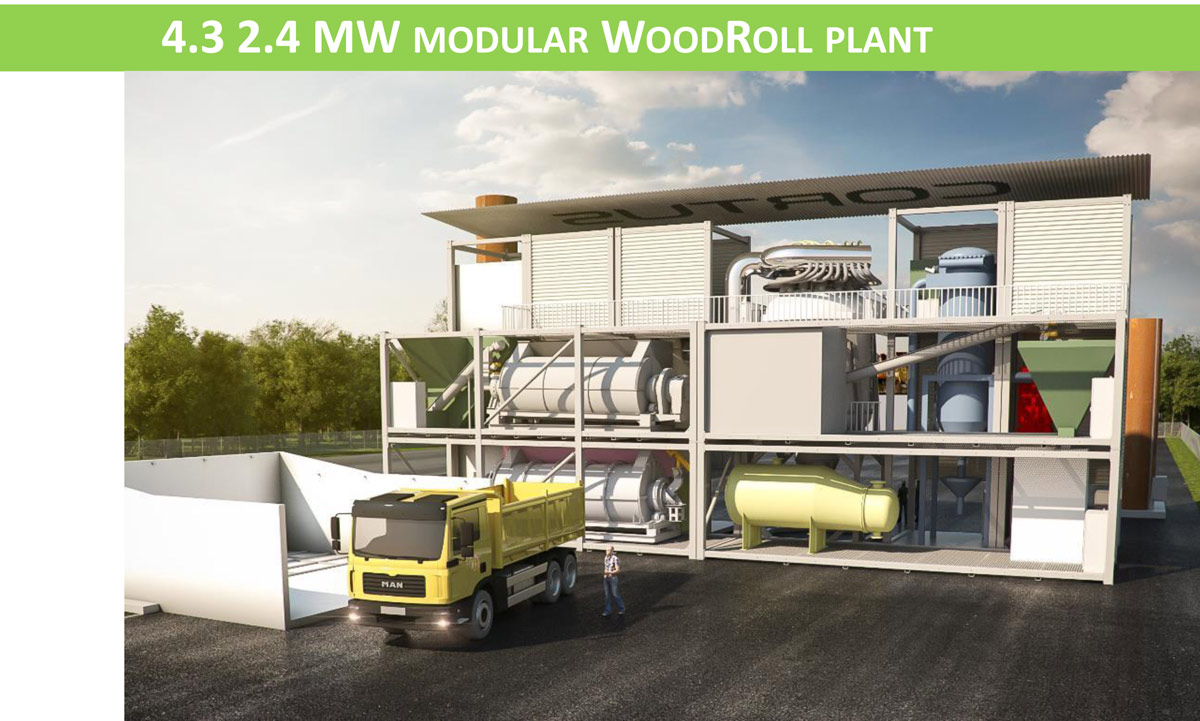 cortus woodroll plant