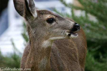 deer in mariposa county 450 sierra sun times