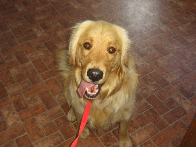 dog in shelter 5 2 16 001