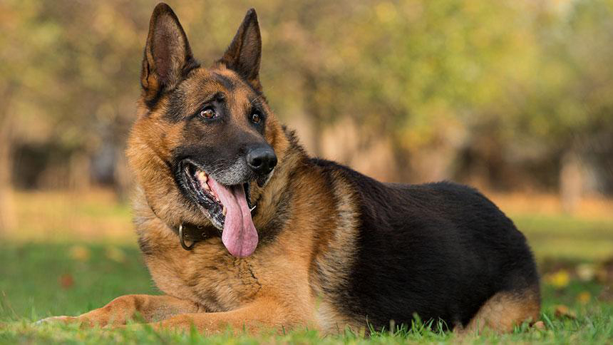 german shepherd dog getty
