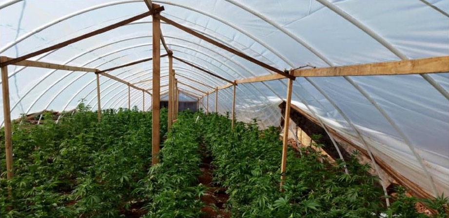 mariposa county coulterville marijuana grow 1 april 29 2016