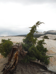 mountain hemlock cdfw photo by david wright