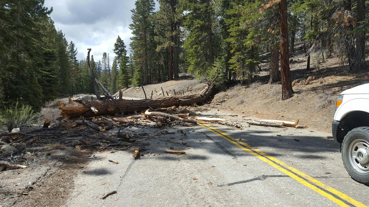 tree in road sequoia national forest
