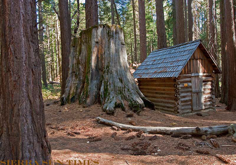 nelder grove sierra national forest sierra sun times