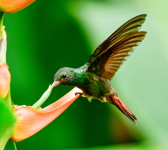 Hummingbird 1