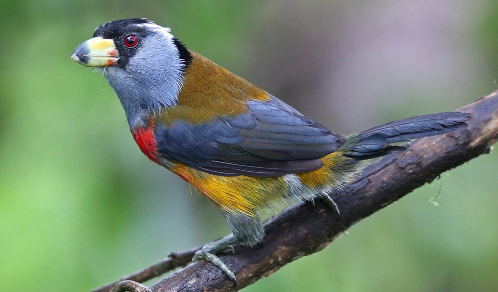 YAAS Toucan Barbet