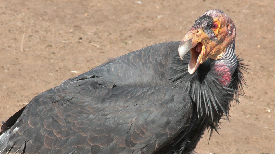 california condor credit scott flarhety usfws