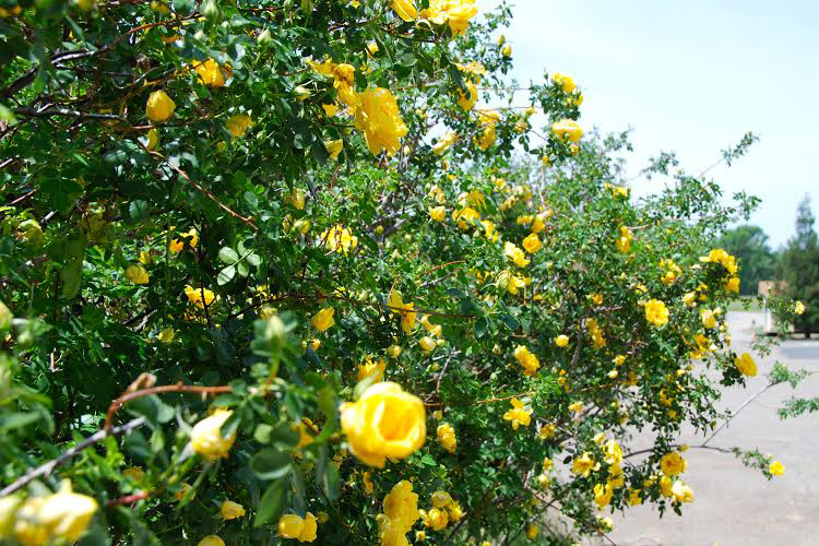 MG Heritage Rose bush