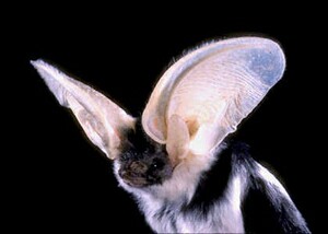 bat euma portrait bci