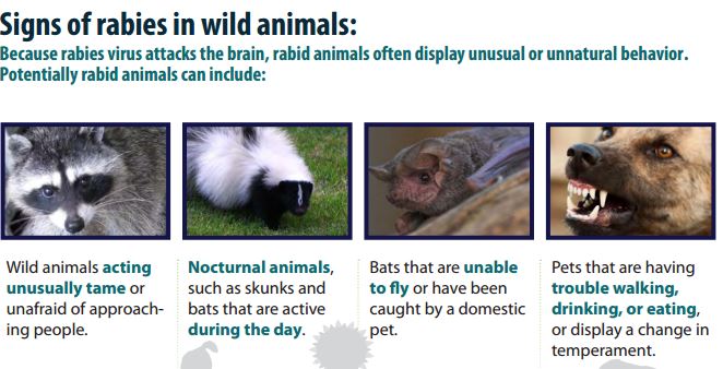 rabies cdph